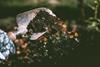 Soil, Credit Pexels