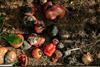 Organic waste_Credit_Pexels