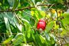 Cashew tree