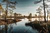 Peetland, Forest