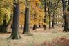 oak forest