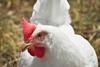 Broiler chicken Credit Pexels