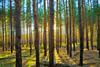Forestry - dreamstime_m_3696335