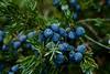 Blueberries Credit Pexels