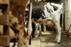 Cattle