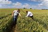 InSoil farmer visit