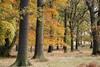 oak forest