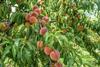 Peaches, Agriculture credit Pexels