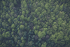 Forest credit