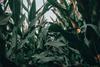 Corn farm