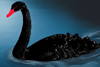 Black swan