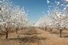 Going long on permanent crops- long-term demand fundamentals of almonds and pistachios