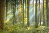 Sustainable Times – Natural capital, climate change and sustainable forests