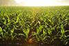 Corn field Credit