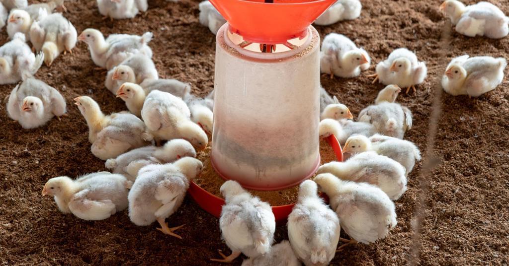 Roc Partners backs A$150m Australian poultry farm acquisition