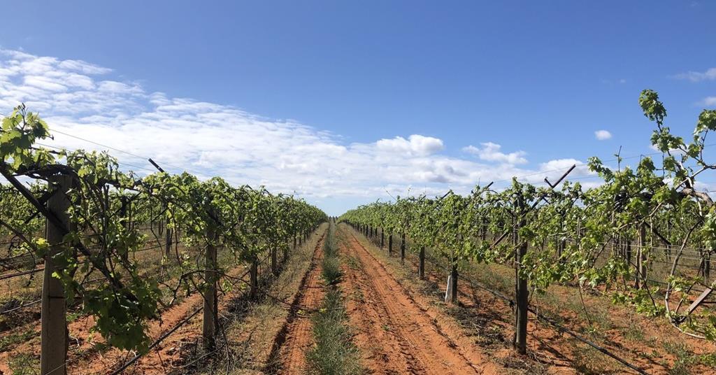 Centuria buys management rights to A$444m agricultural fund – IPE Real Assets