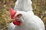 Broiler chicken Credit Pexels