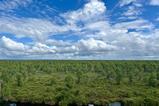 An example of healthy Pocosin peatlands