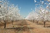Going long on permanent crops- long-term demand fundamentals of almonds and pistachios