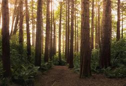 pexels-lastly-572688