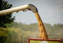 Grain
