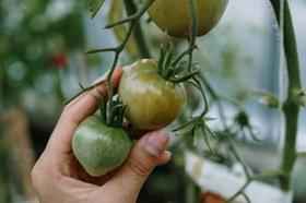 Person holding a tomato