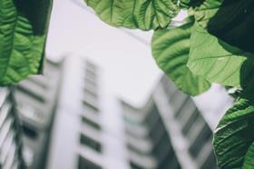 Shallow focus of leaves and a building