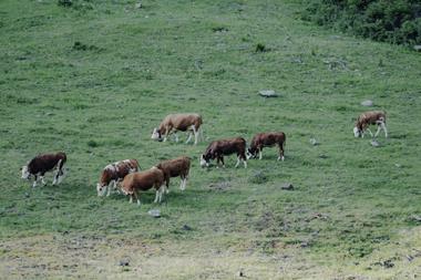 Cattle