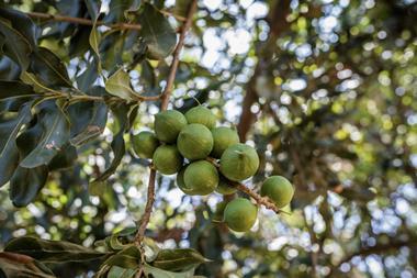 Macadamia nuts on a tree