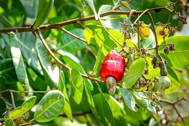 Cashew tree