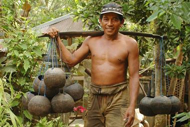 Pak Dawan -Balinese Coconut Palm Tapper