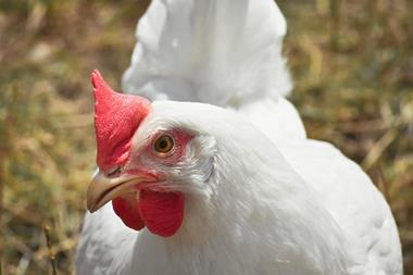 Broiler chicken Credit Pexels