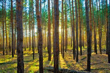 Forestry - dreamstime_m_3696335