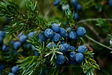 Blueberries Credit Pexels