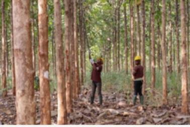 Mirova invests in sustainable forestry in West Africa