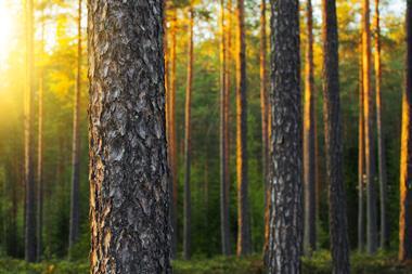 Timberland Investment Resources Europe
