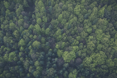 Forest credit Pexels