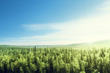 Forest