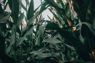 Corn farm