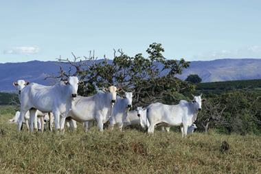 Climate threatens Brazil’s beef sector