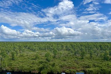An example of healthy Pocosin peatlands