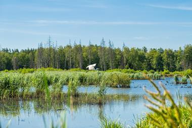 Biodiversity, wetlands in Belgium – unsplash