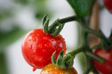 Tomatoes, agriculture