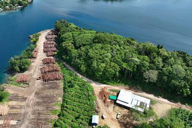 Solomon Islands plantation - supplied by New Forests