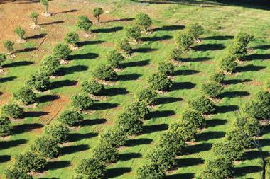 Orange plantation in Australia