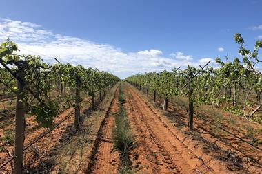 Vineyard - part of APIF portfolio