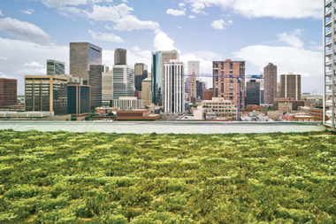 green roof terrace in denver