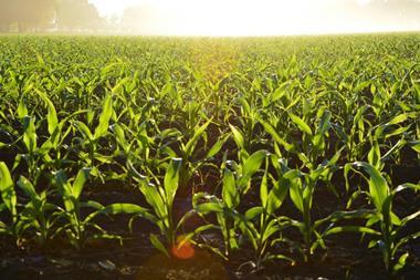 Corn field Credit