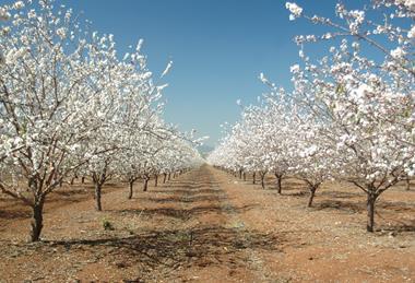 Going long on permanent crops- long-term demand fundamentals of almonds and pistachios