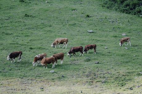 Cattle